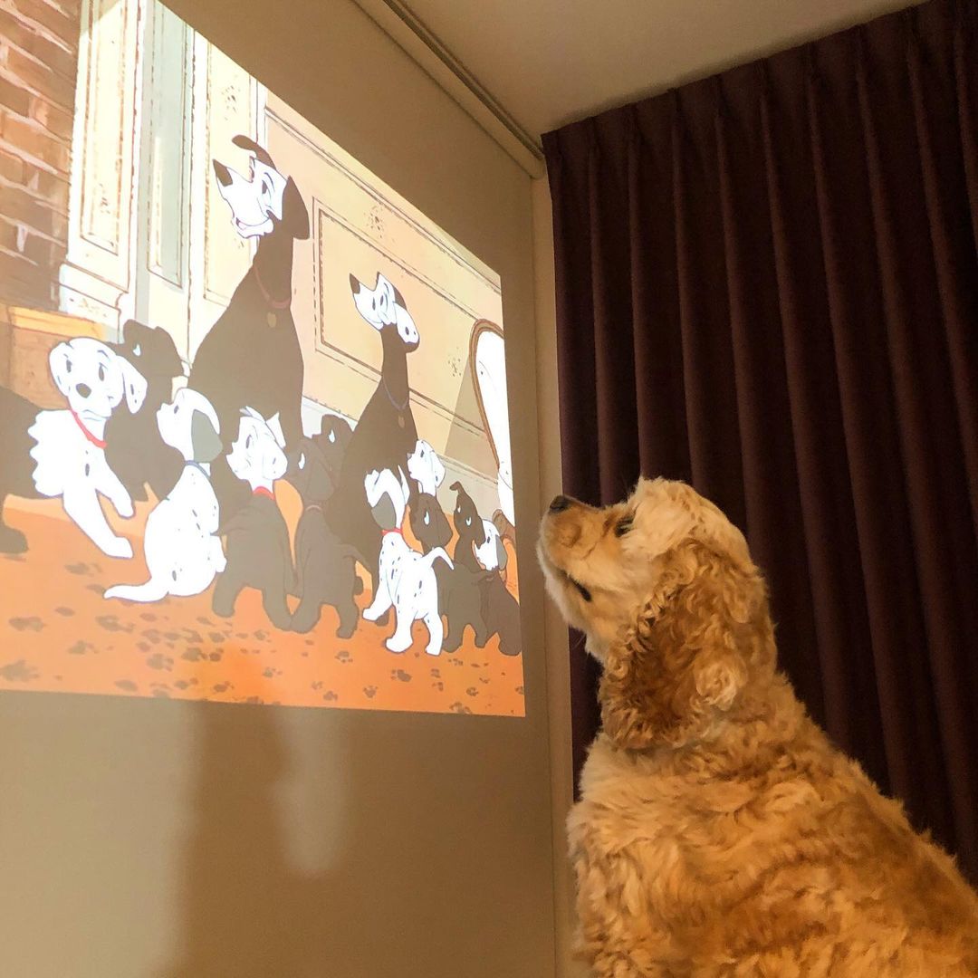 A Guide to Projecting Images at Home 